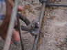 Filename=DSC00094~0.jpg
Filesize=128KiB
Dimensions=640x480
Date added=Sep 28, 2011 DSC00094~0.jpg