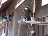 Filename=DSC01049~0.jpg
Filesize=99KiB
Dimensions=640x480
Date added=Sep 28, 2011 DSC01049~0.jpg