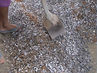 Filename=DSC01092.jpg
Filesize=157KiB
Dimensions=640x480
Date added=Sep 28, 2011 DSC01092.jpg