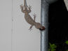 Filename=DSCN0223.jpg
Filesize=220KiB
Dimensions=1280x960
Date added=Sep 28, 2011 DSCN0223.jpg