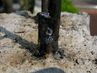 Filename=IMG_1305.jpg
Filesize=290KiB
Dimensions=1280x960
Date added=Sep 28, 2011 IMG_1305.jpg