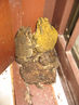 Filename=IMG_1467.jpg
Filesize=279KiB
Dimensions=960x1280
Date added=Sep 28, 2011 IMG_1467.jpg