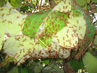 Filename=IMG_1735.jpg
Filesize=349KiB
Dimensions=1280x960
Date added=Sep 28, 2011 IMG_1735.jpg