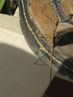 Filename=IMG_2083.jpg
Filesize=258KiB
Dimensions=960x1280
Date added=Sep 28, 2011 IMG_2083.jpg