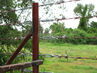 Filename=IMG_2317.jpg
Filesize=374KiB
Dimensions=1280x960
Date added=Sep 27, 2011 IMG_2317.jpg