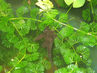 Filename=IMG_2438~0.jpg
Filesize=470KiB
Dimensions=1280x960
Date added=Sep 28, 2011 IMG_2438~0.jpg