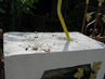 Filename=IMG_2450.jpg
Filesize=341KiB
Dimensions=1280x960
Date added=Sep 28, 2011 IMG_2450.jpg