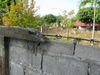 Filename=IMG_8485.jpg
Filesize=2315KiB
Dimensions=4000x3000
Date added=Sep 28, 2011 IMG_8485.jpg