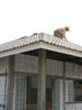 Filename=IMG_8966.jpg
Filesize=79KiB
Dimensions=600x800
Date added=Sep 27, 2011 IMG_8966.jpg