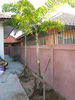 Filename=IMG_9668.jpg
Filesize=182KiB
Dimensions=600x800
Date added=Sep 27, 2011 IMG_9668.jpg