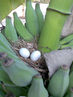 Filename=Image008.jpg
Filesize=227KiB
Dimensions=960x1280
Date added=Sep 28, 2011 Image008.jpg