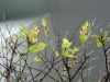Filename=PB250295283.jpg
Filesize=161KiB
Dimensions=800x600
Date added=Dec 08, 2008 PB250295283.jpg
